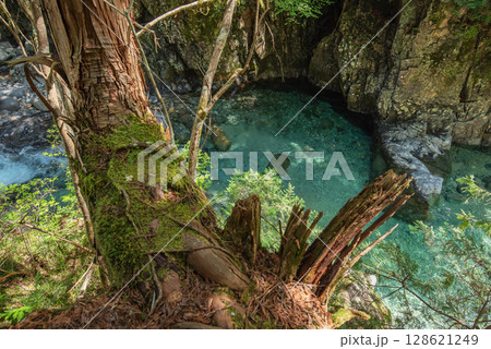 長野阿寺渓谷のトレッキング 128621249