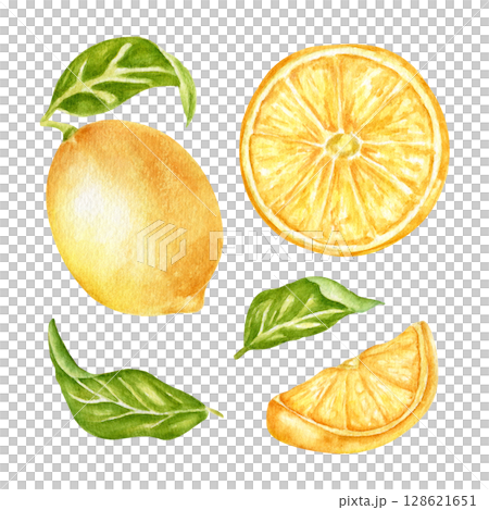 A set of watercolor illustrations with lemons, leaves, lemon halves, citrus fruits. A collection of juicy fruits for packaging design, kitchen textiles. A branch of citrus, a botanical illustration. 128621651