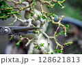 Taiwan Premna Bonsai Leaf Pruning,selective focus 128621813