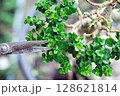 Taiwan Premna Bonsai Leaf Pruning,selective focus 128621814