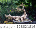 Trim off some of the leaves of the Taiwanese Premna bonsai. 128621816