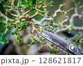 Taiwan Premna Bonsai Leaf Pruning,selective focus 128621817