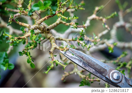 Taiwan Premna Bonsai Leaf Pruning,selective focus Taiwan Premna Bonsai Leaf Pruning,selective focus 128621817