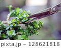 Taiwan Premna Bonsai Leaf Pruning,selective focus 128621818