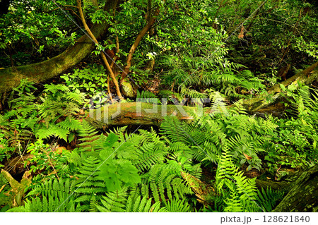 杉沢の沢スギ　伏条現象　沢　沢スギ 128621840