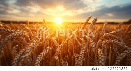 Golden ears of wheat swaying gently sunlit field, their grains full and ripe, creating a sense of abundance and harvest season 128621881