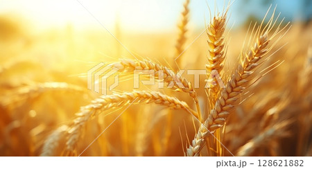 Golden ears of wheat swaying gently sunlit field, their grains full and ripe, creating a sense of abundance and harvest season 128621882