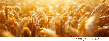 Golden ears of wheat swaying gently sunlit field, their grains full and ripe, creating a sense of abundance and harvest season 128621883