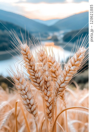 Golden ears of wheat swaying gently sunlit field, their grains full and ripe, creating a sense of abundance and harvest season 128621885