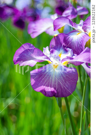 葛飾区 堀切菖蒲園の菖蒲（東京） 128622162