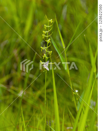 地生ラン ラン科コバノトンボソウの開花 128622560