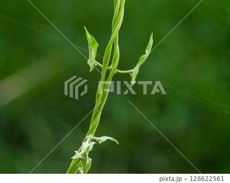 キョウチクトウ科ガガイモの蔓 キョウチクトウ科ガガイモの蔓 128622561