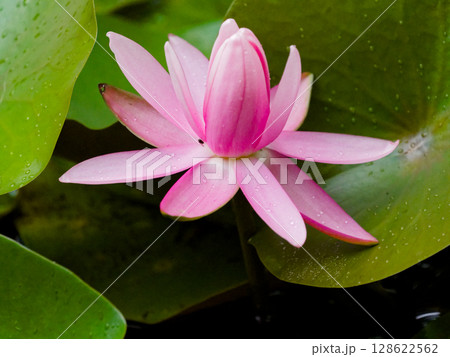 スイレンの花 128622562