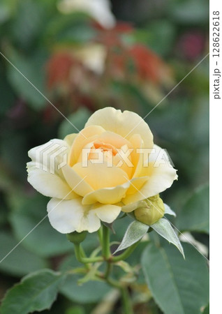黄色いバラ 黄色いバラ 128622618