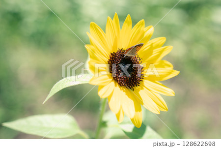 夏の花 ヒマワリ 夏の花 ヒマワリ 128622698