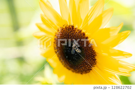 夏の花　ヒマワリ 128622702