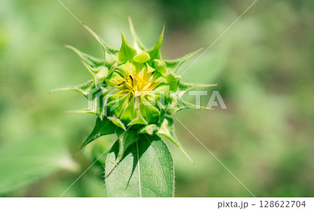 夏の花　ヒマワリのつぼみ 128622704