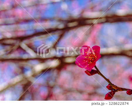 梅の花3ー7 梅の花3ー7 128622874