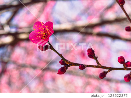 梅の花3ー8 128622875