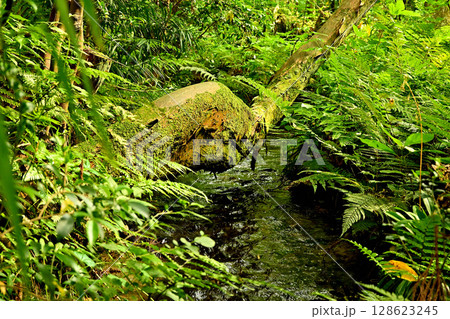 杉沢の沢スギ 沢 沢スギ 伏条現象 杉沢の沢スギ 沢 沢スギ 伏条現象 128623245