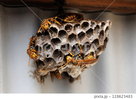 アシナガバチと巣 128623483