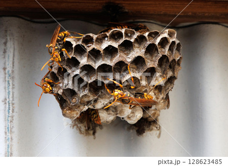 アシナガバチと巣 128623485