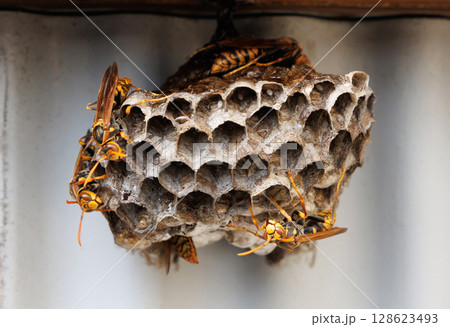 アシナガバチと巣 アシナガバチと巣 128623493