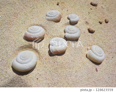 扇池付近のカタツムリ(南島) 扇池付近のカタツムリ(南島) 128623559