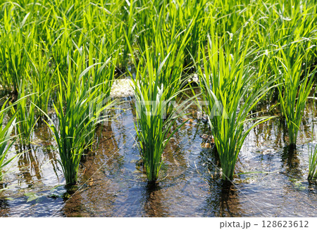 水田 稲 田植え 水田 稲 田植え 128623612