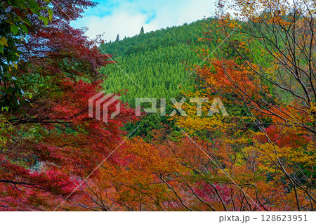 紅葉した北山杉の山 紅葉した北山杉の山 128623951