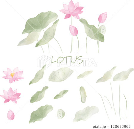 水彩で描いた蓮の花と葉の素材セット 128623963