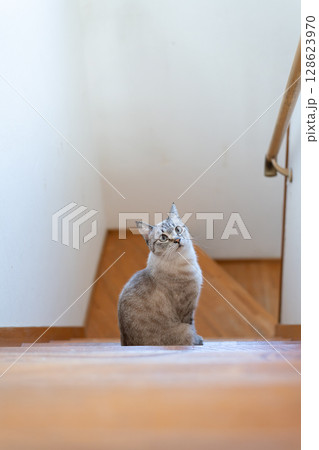 階段で座っている可愛い猫　シャムトラ猫 128623970