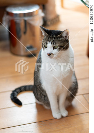 座っている猫　キジトラ白 128623976