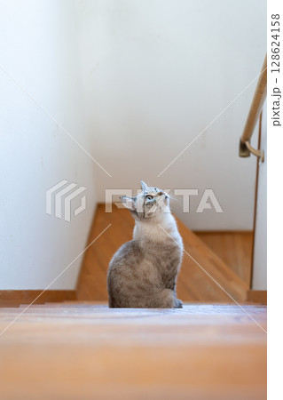 階段で座っている可愛い猫　シャムトラ猫 128624158