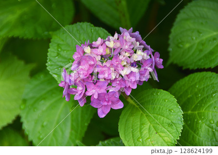 紫陽花 128624199