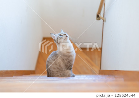 階段で座っている可愛い猫　シャムトラ猫 128624344