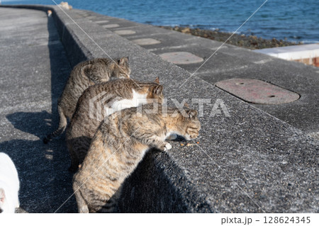 三匹並んでキャットフードを食べる二匹の猫 128624345