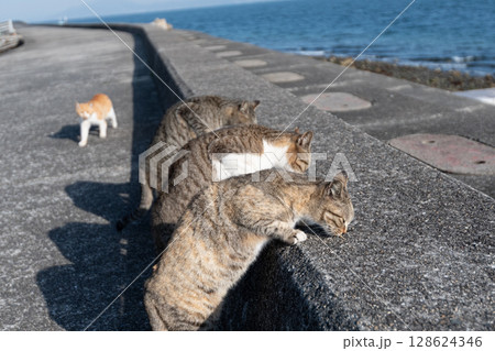 三匹並んでキャットフードを食べる二匹の猫 128624346