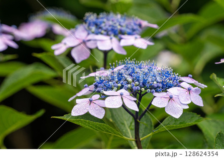 紫陽花 128624354