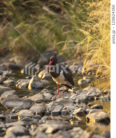 Black stork or Ciconia nigra bird closeup or portrait on river bed in winter season migration and golden hour morning light in safari jim corbett national park forest tiger reserve uttarakhand india 128624360