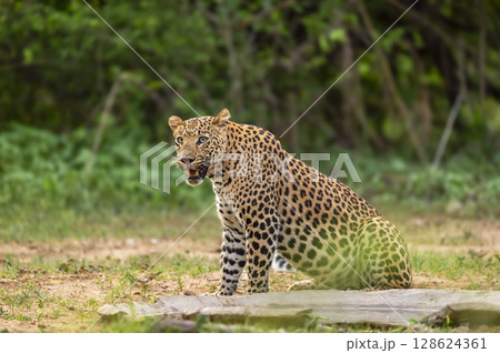 wild indian dominant male leopard or panther or panthera pardus sitting pose in natural monsoon season green background with eye contact near waterhole during safari at forest of central india 128624361