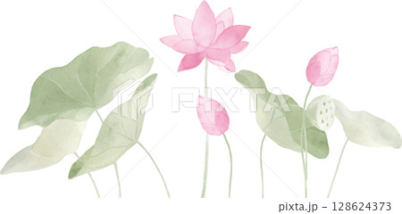 水彩で描いた蓮のイラスト 128624373