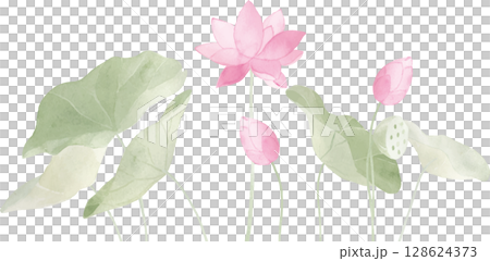 水彩で描いた蓮のイラスト 128624373