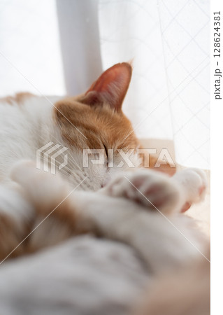 眠る猫 茶トラ白 眠る猫 茶トラ白 128624381