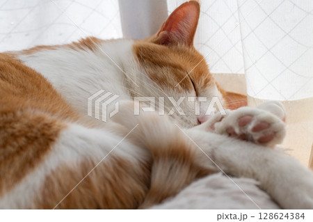 眠る猫 茶トラ白 眠る猫 茶トラ白 128624384