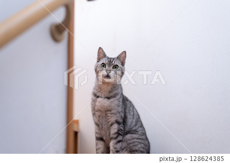 階段で座る猫 サバトラ猫 階段で座る猫 サバトラ猫 128624385