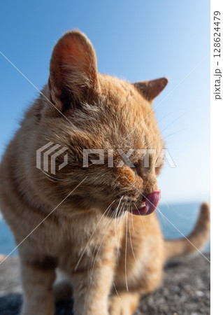 堤防で座る可愛い猫 茶トラ猫 堤防で座る可愛い猫 茶トラ猫 128624479