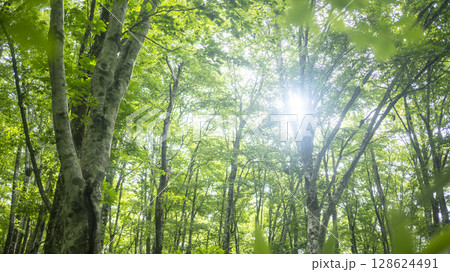 ブナの森に朝の光が差し込む風景　奥大山 128624491