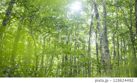 ブナの森に朝の光が差し込む風景 奥大山 ブナの森に朝の光が差し込む風景 奥大山 128624492