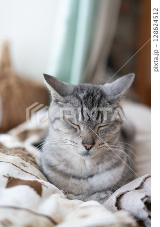 窓辺で眠る猫　サバトラ猫 128624512